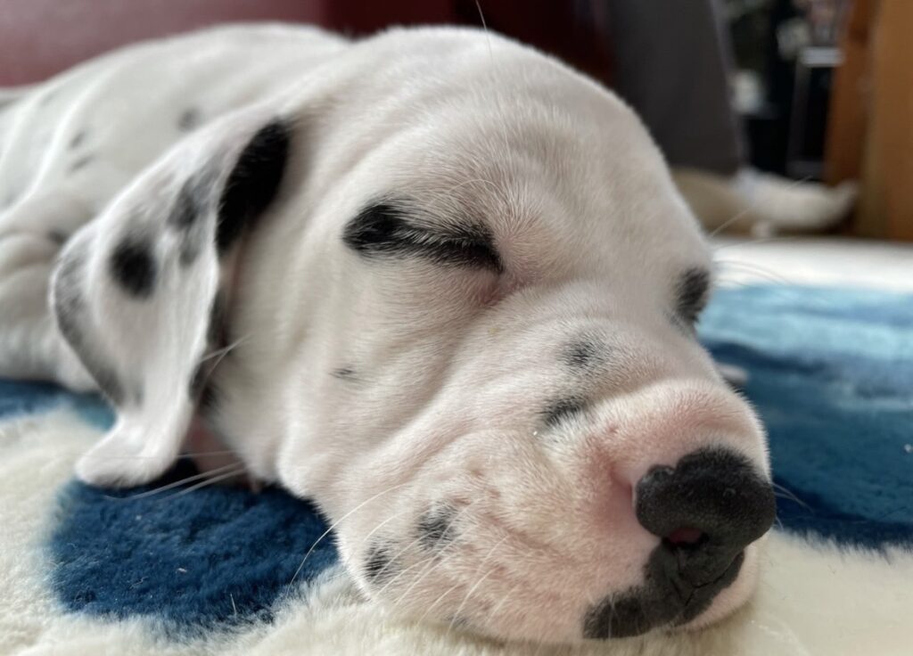 ダルメシアンの子犬　寝顔