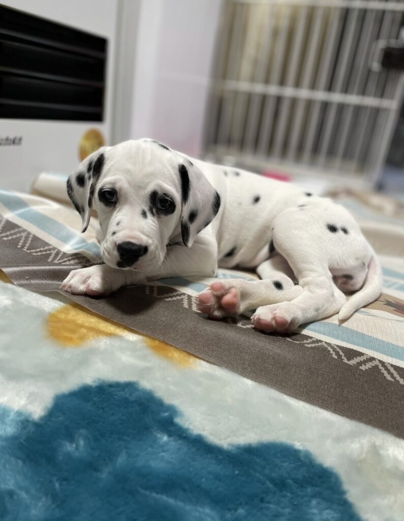 ダルメシアンの子犬　寝姿